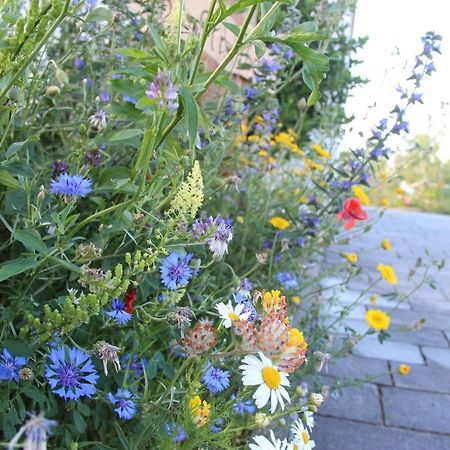 Ferienwohnungen "Blumenwiese" Dillingen an der Donau Exterior foto